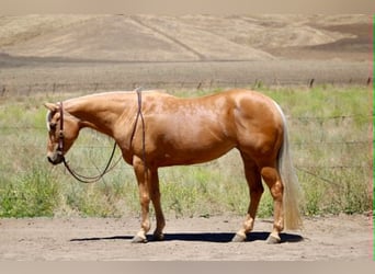 American Quarter Horse, Giumenta, 7 Anni, 150 cm, Palomino