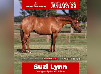 American Quarter Horse, Giumenta, 7 Anni, 150 cm, Red dun