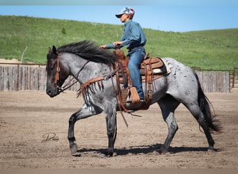 American Quarter Horse, Giumenta, 7 Anni, 150 cm, Roano blu