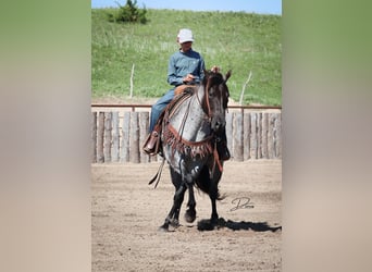 American Quarter Horse, Giumenta, 7 Anni, 150 cm, Roano blu