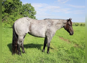 American Quarter Horse, Giumenta, 7 Anni, 150 cm, Roano blu