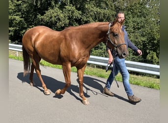 American Quarter Horse, Giumenta, 7 Anni, 150 cm, Sauro