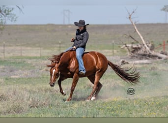 American Quarter Horse, Giumenta, 7 Anni, 150 cm, Sauro ciliegia