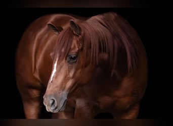 American Quarter Horse, Giumenta, 7 Anni, 150 cm, Sauro ciliegia