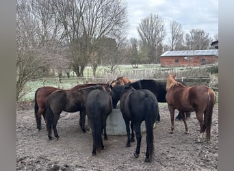 American Quarter Horse Mix, Giumenta, 7 Anni, 151 cm, Morello