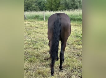 American Quarter Horse Mix, Giumenta, 7 Anni, 151 cm, Morello