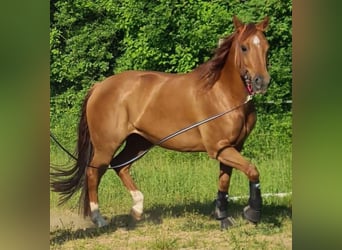 American Quarter Horse, Giumenta, 7 Anni, 151 cm, Red dun