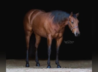 American Quarter Horse, Giumenta, 7 Anni, 152 cm, Baio ciliegia