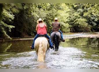 American Quarter Horse, Giumenta, 7 Anni, 152 cm, Cremello