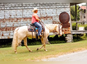 American Quarter Horse, Giumenta, 7 Anni, 152 cm, Cremello