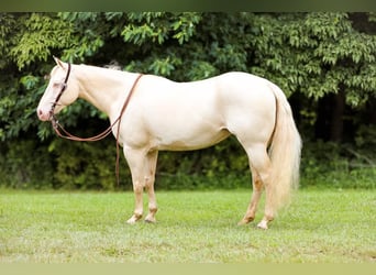 American Quarter Horse, Giumenta, 7 Anni, 152 cm, Cremello