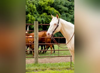 American Quarter Horse, Giumenta, 7 Anni, 152 cm, Cremello