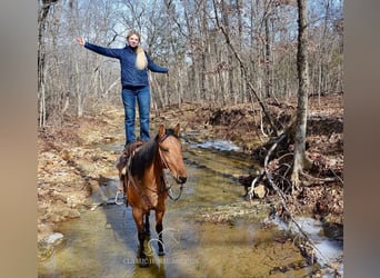 American Quarter Horse, Giumenta, 7 Anni, 152 cm, Falbo