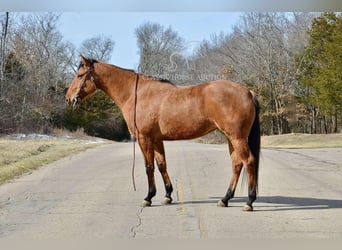 American Quarter Horse, Giumenta, 7 Anni, 152 cm, Falbo