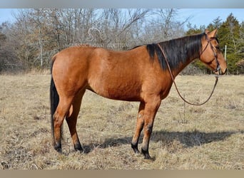 American Quarter Horse, Giumenta, 7 Anni, 152 cm, Falbo