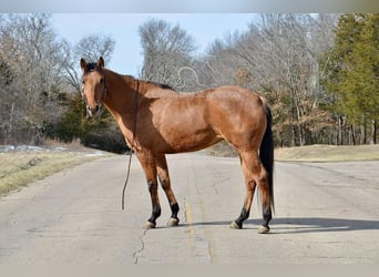 American Quarter Horse, Giumenta, 7 Anni, 152 cm, Falbo