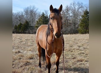 American Quarter Horse, Giumenta, 7 Anni, 152 cm, Falbo