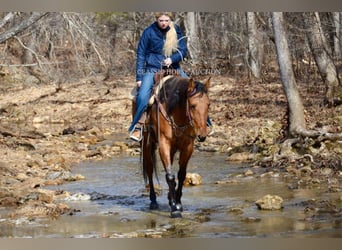 American Quarter Horse, Giumenta, 7 Anni, 152 cm, Falbo