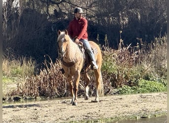 American Quarter Horse, Giumenta, 7 Anni, 152 cm, Palomino