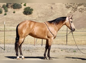 American Quarter Horse, Giumenta, 7 Anni, 152 cm, Pelle di daino
