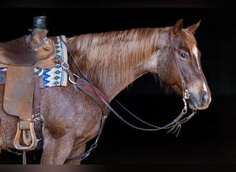 American Quarter Horse, Giumenta, 7 Anni, 152 cm, Roano rosso