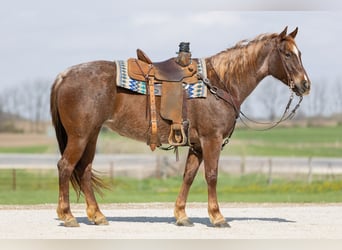 American Quarter Horse, Giumenta, 7 Anni, 152 cm, Roano rosso