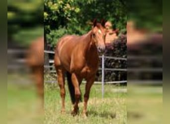 American Quarter Horse, Giumenta, 7 Anni, 152 cm, Sauro