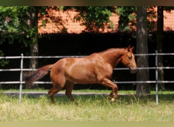 American Quarter Horse, Giumenta, 7 Anni, 152 cm, Sauro