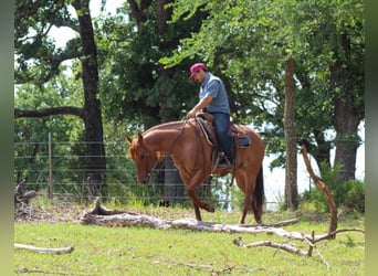 American Quarter Horse, Giumenta, 7 Anni, 152 cm, Sauro ciliegia