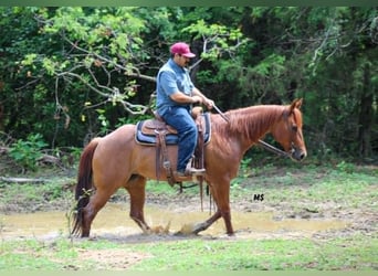 American Quarter Horse, Giumenta, 7 Anni, 152 cm, Sauro ciliegia
