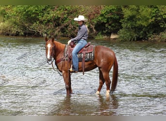 American Quarter Horse, Giumenta, 7 Anni, 152 cm, Sauro ciliegia