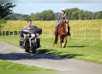 American Quarter Horse, Giumenta, 7 Anni, 152 cm, Sauro ciliegia