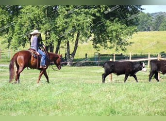 American Quarter Horse, Giumenta, 7 Anni, 152 cm, Sauro ciliegia