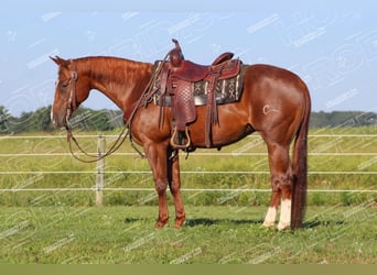 American Quarter Horse, Giumenta, 7 Anni, 152 cm, Sauro ciliegia