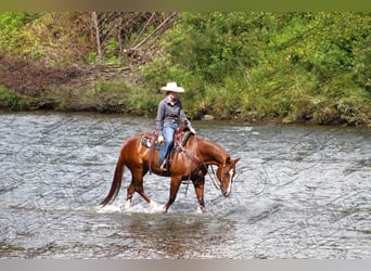 American Quarter Horse, Giumenta, 7 Anni, 152 cm, Sauro ciliegia