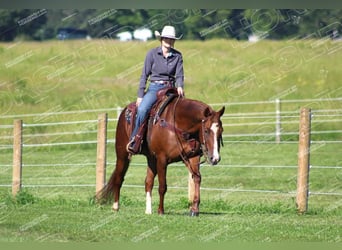 American Quarter Horse, Giumenta, 7 Anni, 152 cm, Sauro ciliegia