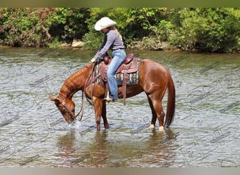 American Quarter Horse, Giumenta, 7 Anni, 152 cm, Sauro ciliegia