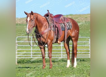 American Quarter Horse, Giumenta, 7 Anni, 152 cm, Sauro ciliegia