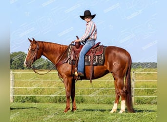 American Quarter Horse, Giumenta, 7 Anni, 152 cm, Sauro ciliegia