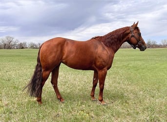 American Quarter Horse, Giumenta, 7 Anni, 152 cm, Sauro ciliegia