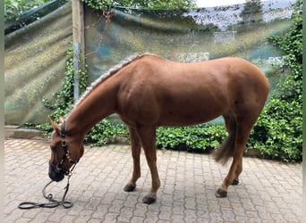 American Quarter Horse, Giumenta, 7 Anni, 154 cm, Palomino