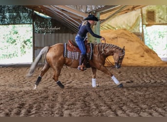 American Quarter Horse, Giumenta, 7 Anni, 154 cm, Palomino
