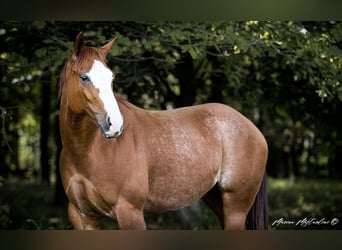 American Quarter Horse, Giumenta, 7 Anni, 155 cm, Baio chiaro