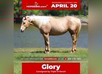 American Quarter Horse, Giumenta, 7 Anni, 155 cm, Palomino