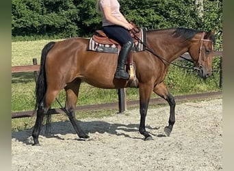 American Quarter Horse, Giumenta, 7 Anni, 160 cm, Baio