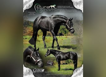 American Quarter Horse, Giumenta, 7 Anni, 160 cm, Baio