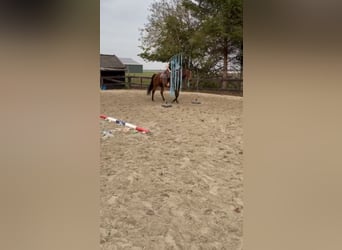 American Quarter Horse, Giumenta, 7 Anni, 160 cm, Baio