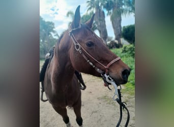 American Quarter Horse, Giumenta, 7 Anni, 160 cm, Baio chiaro