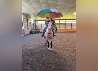 American Quarter Horse, Giumenta, 7 Anni, Baio roano