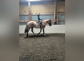 American Quarter Horse, Giumenta, 7 Anni, Baio roano